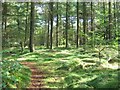 SK3062 : Pine trees in Farley Moor Wood by Nikki Mahadevan