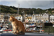 SX0144 : Harbour Cat by Tony Atkin