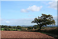 Shobrooke: ploughed field