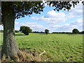 Grassy Wealden Field East of Petworth