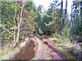 Forestry road in Moss-side Woods