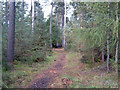 Woodland path in Moss-side Woods