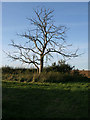 Dead tree on Frinkley Lane