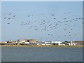 Canada geese over the sewage works