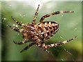 TQ1431 : Garden spider seen on hedge by Andy Potter