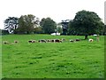 Cattle at Cholmondeley