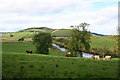 Corniehaugh cattle graze on the fertile banks of the Deveron.