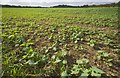 Winter brassica seedlings at Rothamsted