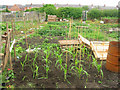 Allotment behind front street Perkinsville