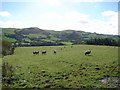 Pasture at Abernac