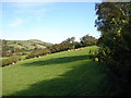 Cattle at Pwllclai