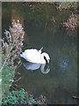 Mute swan on the River Witham