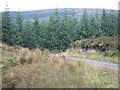 NR7032 : Kintyre Forestry. by Steve Partridge