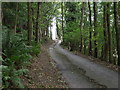 Road through the trees at Bryniau-mawr Bank