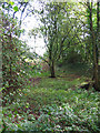 Bed of dismantled railway, Brownhills Wood