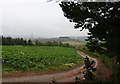 Looking towards Pittyvaich Wood