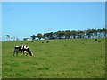 Dairying at Barrhill, Ayr