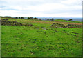 Intermittent dry stone wall on the Gritstone Trail