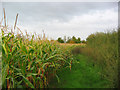 Sweetcorn near the A500