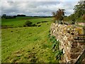 Newbiggin Moor