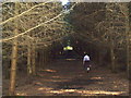 SJ2367 : A walk in the Big Wood by Eirian Evans