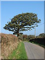 Sculptured oak near Rhosgoch