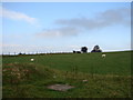 Pasture at Tyn-y-llidiart