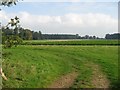 A Large Mixed Field