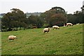 Sheep on the Valleyside