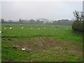 Sheep On Scrayingham Pasture