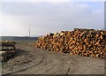 Logging operations at Ladycleuch Plantation