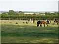 Alpacas grazing