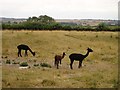 Alpacas with young