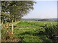 Sheep field South of Blackwoodridge