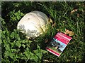 Giant Puff-Ball Fungus