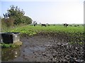 Cattle field at Cushathill Farm