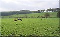 Pasture near Corrie Bridge