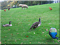 Urban farm, Maryon Wilson Park