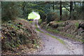 Bridleway, Rempstone Forest