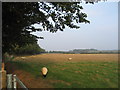 Sheep grazing in late afternoon