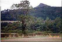NZ5609 : View of Roseberry Topping from Easby lane by Stanley Howe