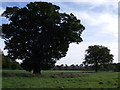 Veteran oak at Star Stile