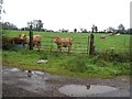 Curious cows