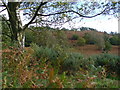 Woolbeding Common