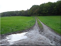 TQ9653 : Bridleway into Great Spelty Wood by Penny Mayes