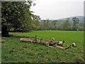 Pastoral scene in the Girvan valley below Dailly