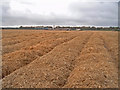 NJ0160 : Carrot crop protected with straw by Ian R Maxwell