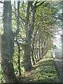 Avenue of  trees