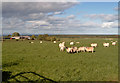 NH9752 : Bothiewalls (farm) by Ian R Maxwell