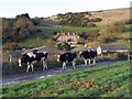 Cows near South Down Farm, Ringstead